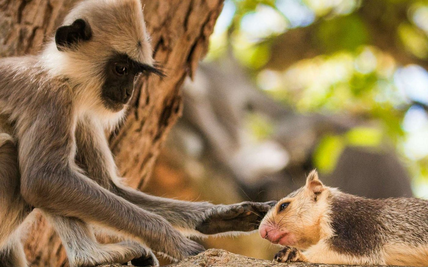 Adoption d’autres animaux par les singes : une pratique plus répandue que prévu