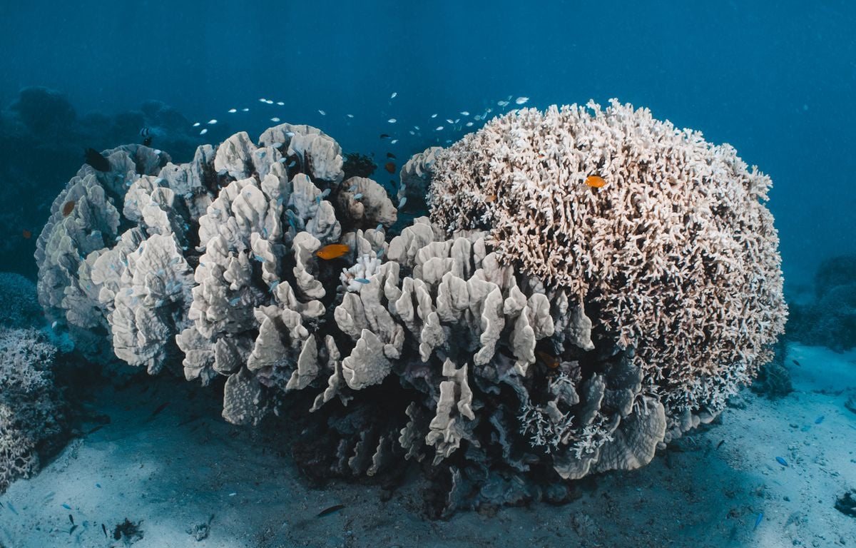 96 % des récifs coralliens menacés d'extinction d'ici 2075, alerte l'UICN