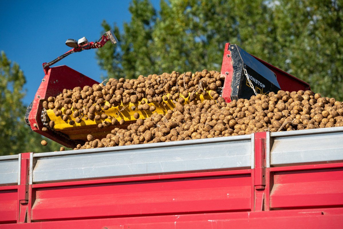 Sécheresse : les producteurs de pommes de terre réclament un soutien exceptionnel de l'État