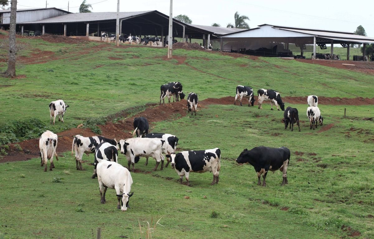 L’Union européenne suspend les importations de viande brésilienne