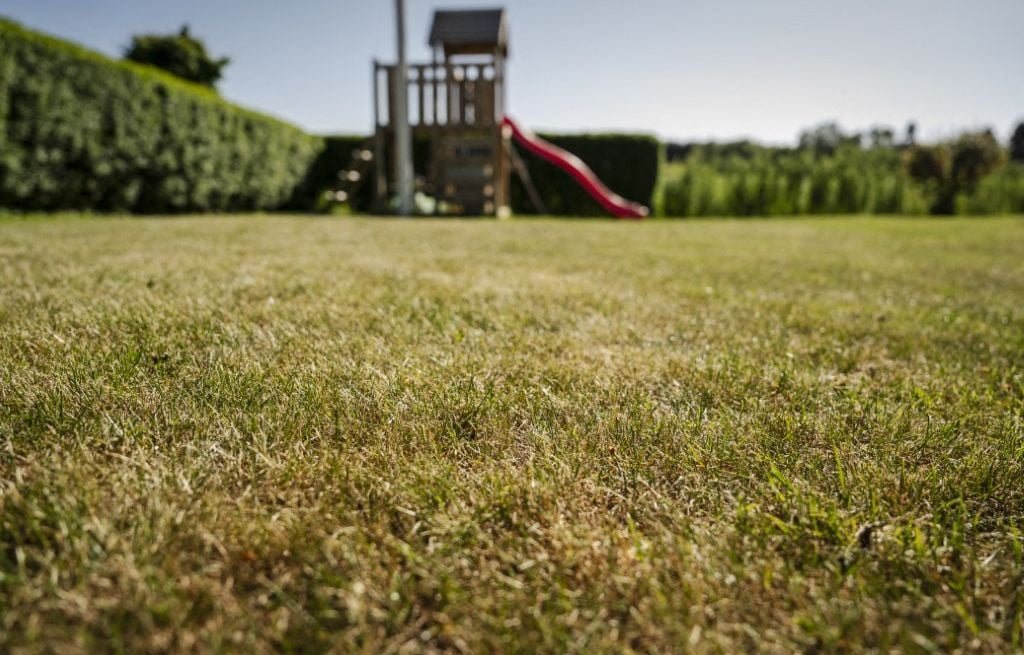Après un été de sécheresse et de canicule, comment faire reverdir son gazon