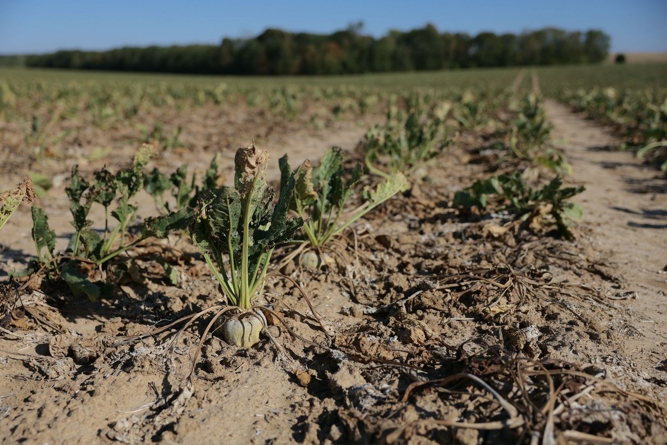 Sécheresse : Annie Genevard annonce des prêts à taux zéro pour les agriculteurs