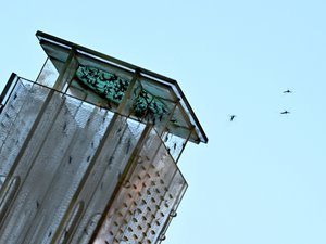 Toulouse lâche 100 000 mâles stériles par semaine contre les moustiques