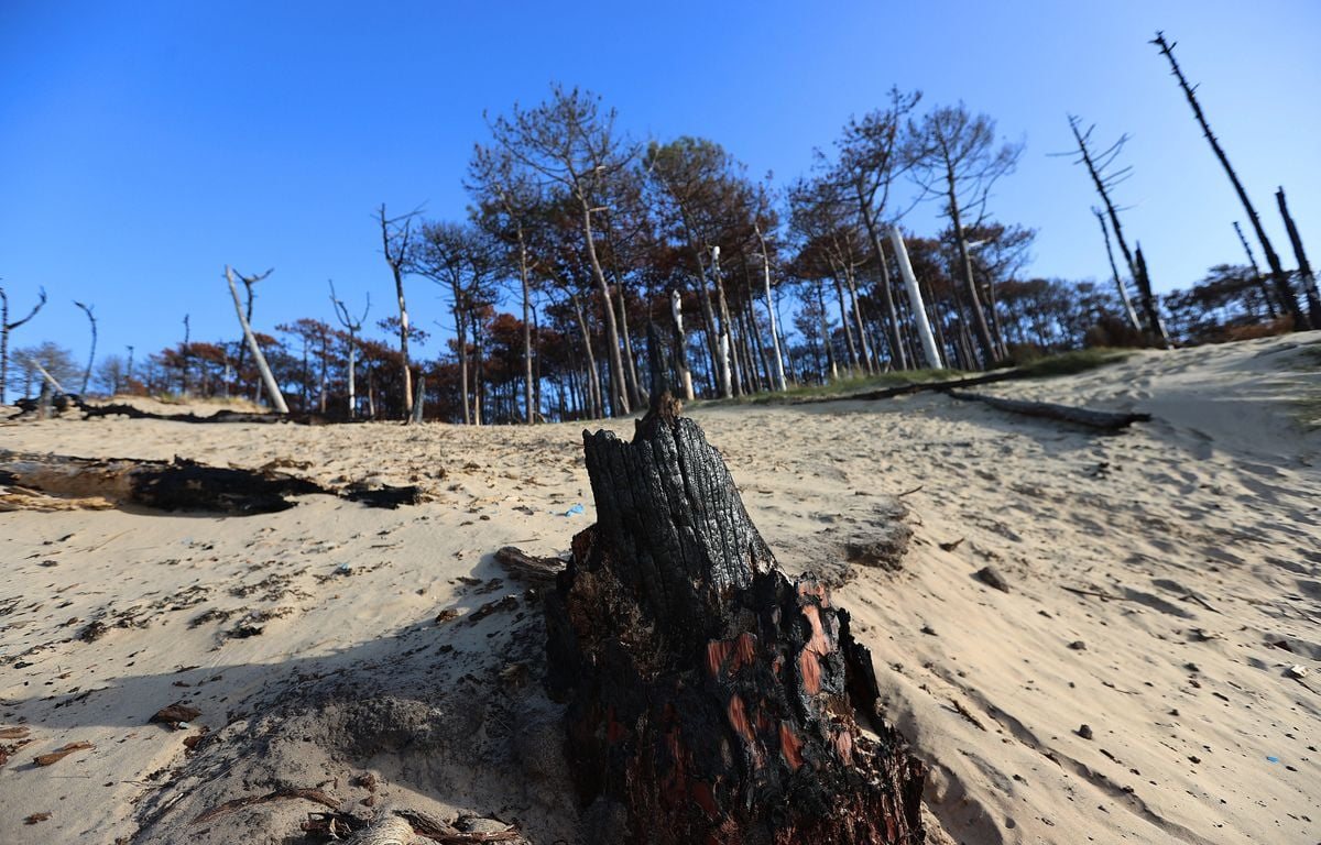 Incendies: la régénération naturelle des forêts préférable aux replantations massives