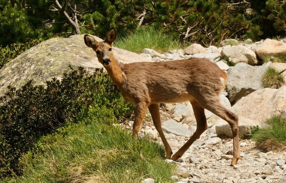 Canicules et sécheresse : la production de miel en baisse de 5 000 tonnes en 2026